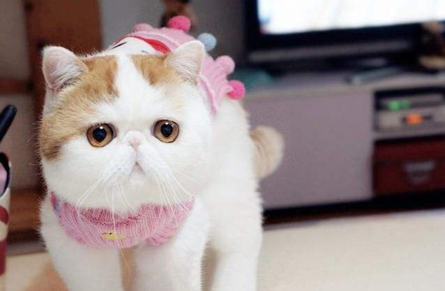异国短毛猫生病怎么护理