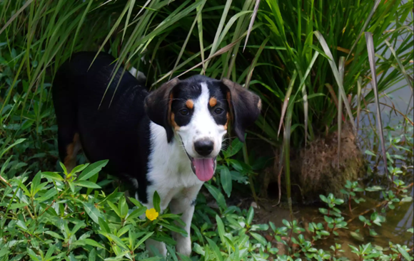 树丛浣熊猎犬什么时候产仔 树丛浣熊猎犬什么时候产仔