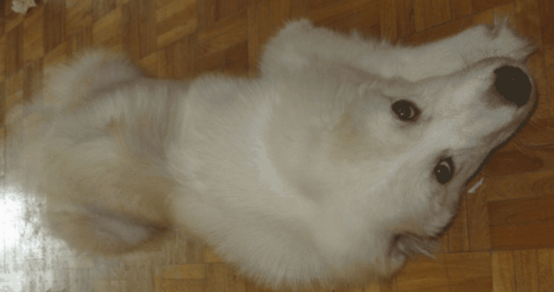 安纳托利亚牧羊犬哪种颜色好