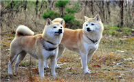 挪威布哈德犬的外貌特征性格
