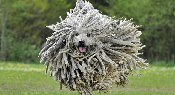 伯格马斯科犬的寿命一般是多久