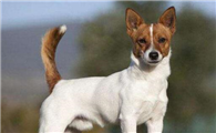 葡萄牙波登可犬有几种颜色