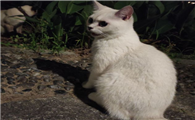 重点色短毛猫会发腮吗