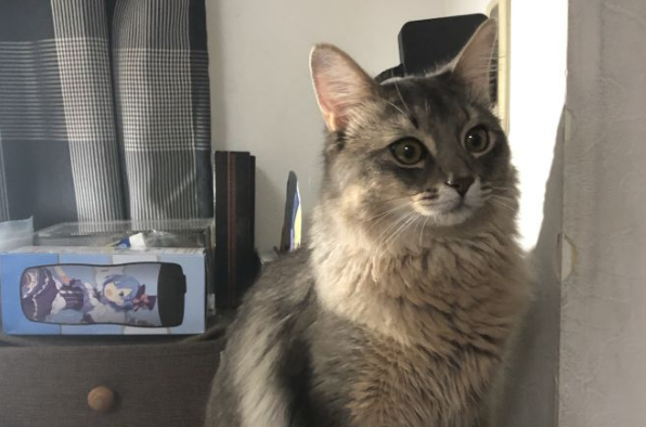 索马里猫的食物禁忌