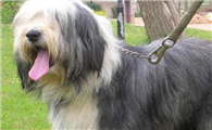 波兰低地牧羊犬需要怎么教