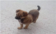 奇努克犬吐了需要怎么办