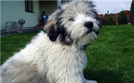 波兰低地牧羊犬是干什么的