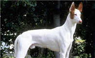 伊比赞猎犬是哪国的
