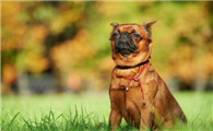 布鲁塞尔格里芬犬饲养有什么注意点