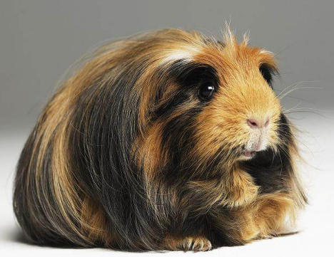 秘鲁缎毛天竺鼠一般多少钱