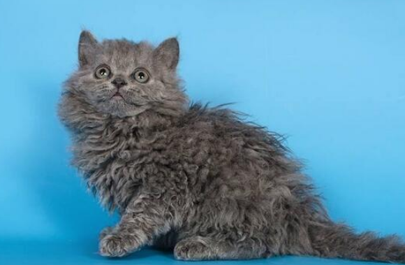 电烫卷猫寿命多久 电烫卷猫寿命多久
