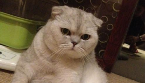 折耳猫的选购技巧 折耳猫的选购技巧