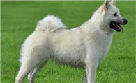 挪威牧羊犬的起源和历史