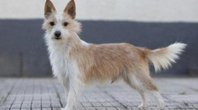 葡萄牙波登可犬窝咳应该怎么办 葡萄牙波登可犬窝咳应该怎么办