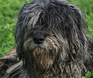 伯格马斯科犬需要训练什么