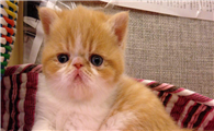 异国短毛猫不能吃什么