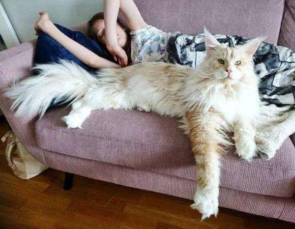 缅因猫外形特征 缅因猫外形特征