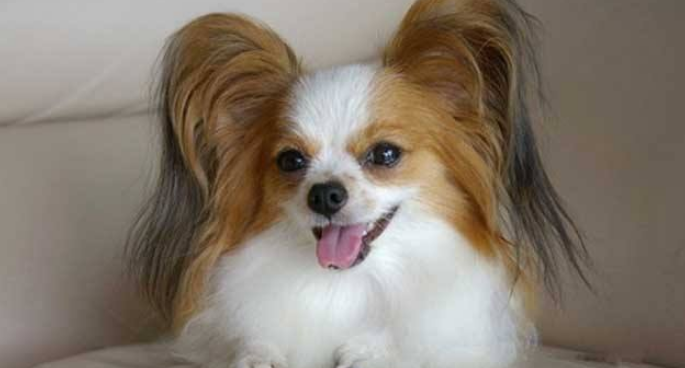 菲利犬聪明吗