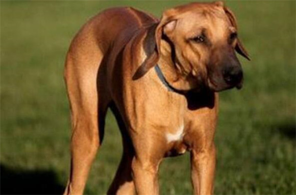 罗德西亚脊背犬训练技巧有哪些