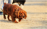 田野小猎犬1天要吃几顿