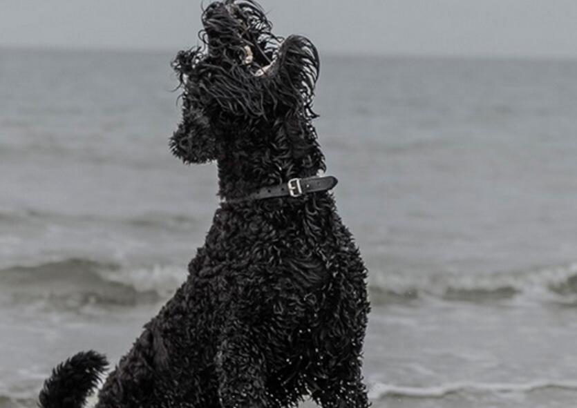 黑俄罗斯梗哪种颜色好