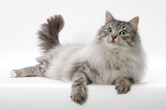 挪威森林猫是否粘人 挪威森林猫是否粘人