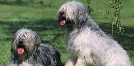 波兰低地牧羊犬的外貌特征性格