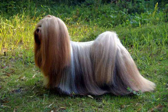 北京犬吃多了吐了怎么办