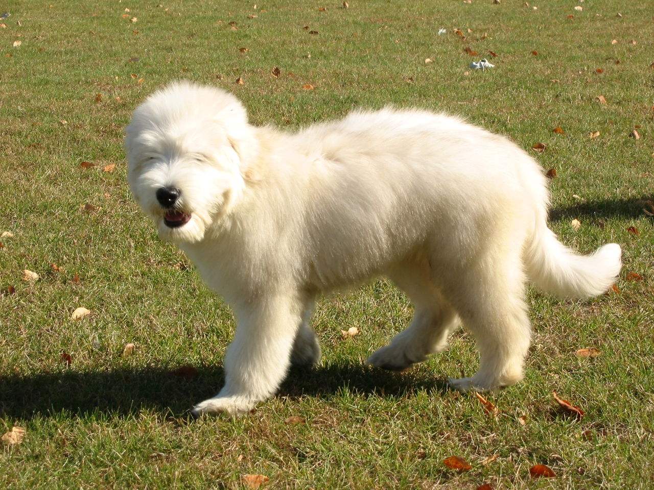 俄罗斯南部牧羊犬需要怎么教