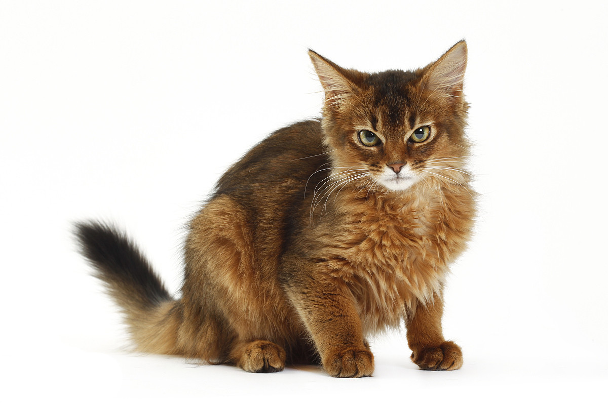 把索马里猫带回家,解锁高贵王者的独特魅力! 把索马里猫带回家,解锁高贵王者的独特魅力!