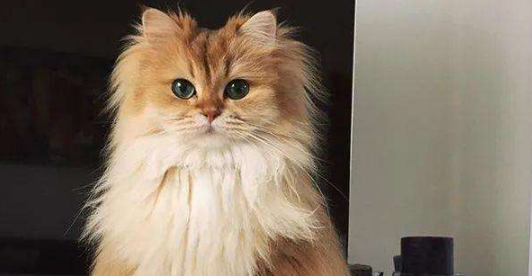 喜马拉雅猫生病了怎么办 喜马拉雅猫生病了怎么办