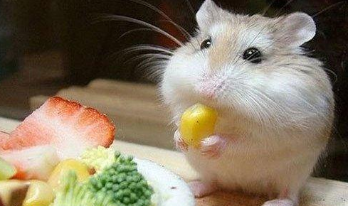 如何挑选老婆婆仓鼠