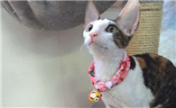 柯尼斯卷毛猫的选购技巧