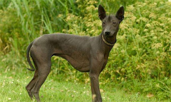 墨西哥无毛犬有哪些喜好 墨西哥无毛犬有哪些喜好