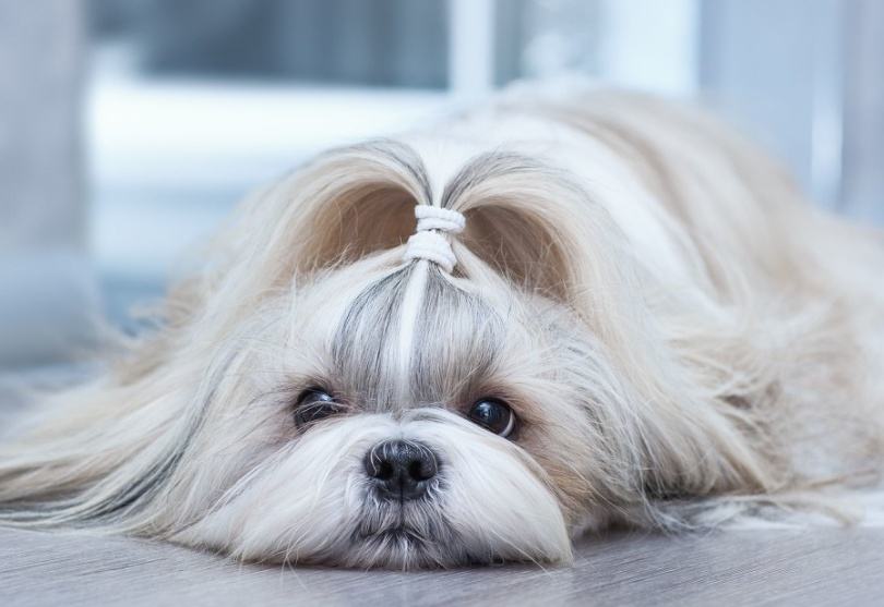 西施犬吃多了拉稀怎么办-宠物网问答