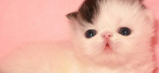 波斯猫的体重是多少 波斯猫的体重是多少
