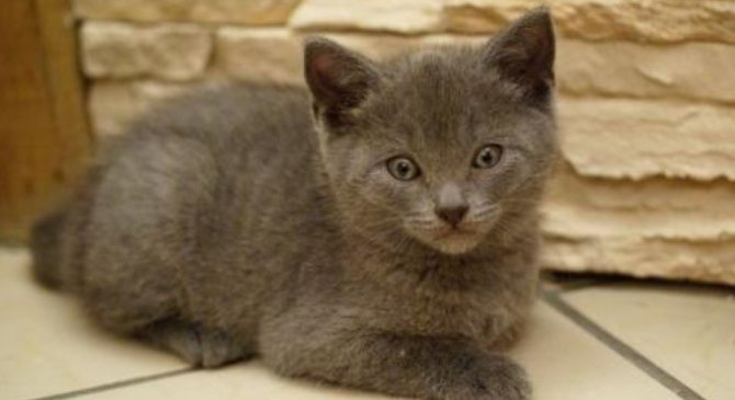 夏特尔猫智商怎么样 夏特尔猫智商怎么样