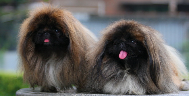 北京犬生活习惯