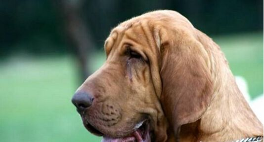 寻血猎犬该怎么喂养-宠物网问答