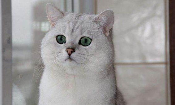 美国短毛猫好养吗