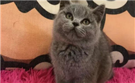 英国短毛猫多少钱一只