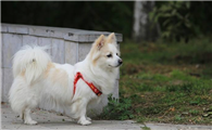 德国狐狸犬吐了需要怎么办