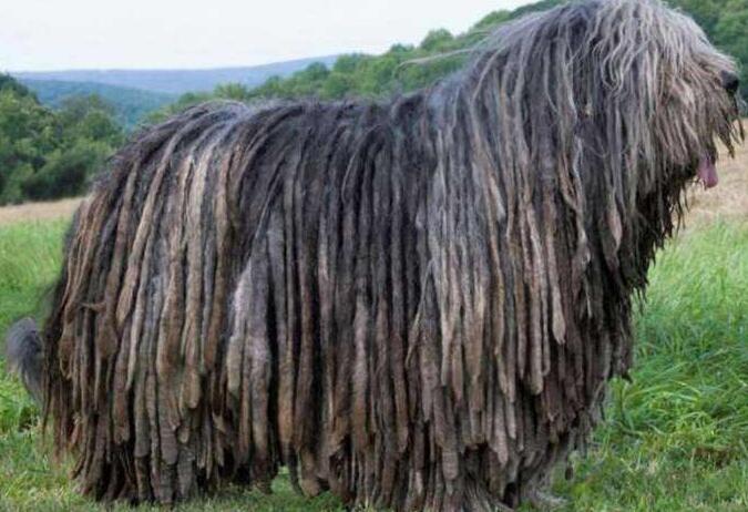 伯格马斯科犬训练技巧有哪些