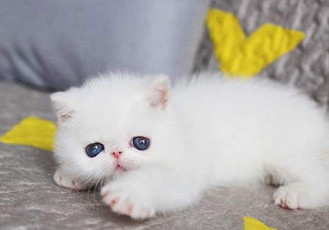 波斯猫粘人吗