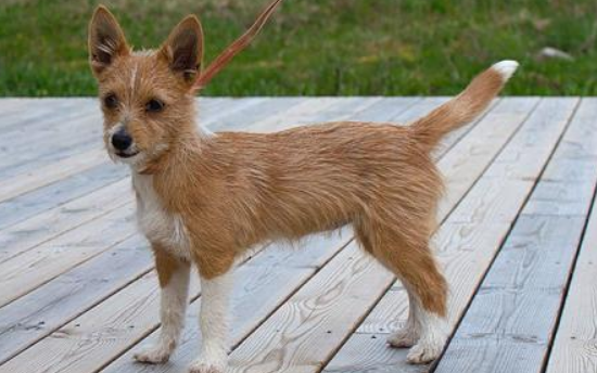 葡萄牙波登可犬的体重是多少