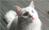 山东狮子猫怎么看品相