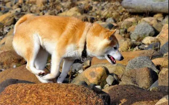 挪威牧羊犬一天吃几顿