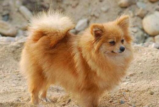 芬兰狐狸犬机灵吗 芬兰狐狸犬机灵吗