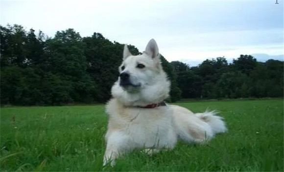 挪威牧羊犬该怎么喂养 挪威牧羊犬该怎么喂养