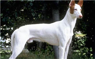 购买伊比赞猎犬的注意事项